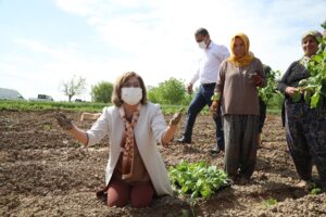 Büyükşehir’den Oğuzeli İlçesi’nde 114 üreticiye 6 bini Hicaz narı, 500’ü Katırbaşı narı