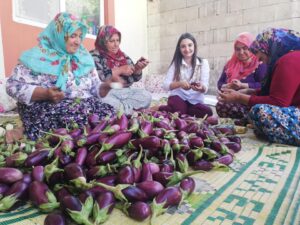 Kaymakam Büşra Uçar, yılın ilk mahsulü olan patlıcan hasadına katıldı