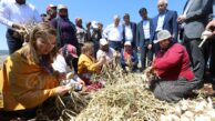 FATMA ŞAHİN, ARABAN FİRİK VE SARIMSAK FESTİVALİ’NDE PROTOKOL VE ÇİFTÇİLERLE HASAT YAPTI(Video Haber-Halil Eyyupoğlu)