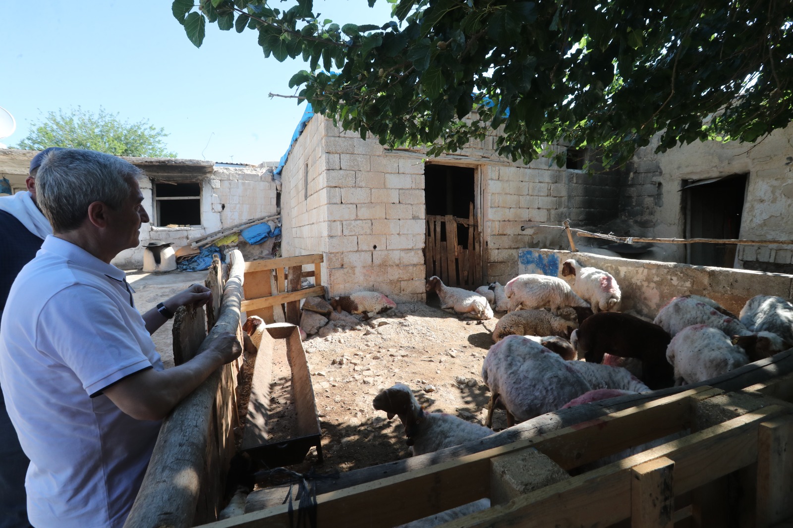ŞAHİNBEY BELEDİYESİ’NİN DESTEKLERİ İLE HAYVANCILIK GELİŞİYOR(Video Haber- Halil Eyüboğlu)
